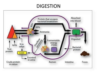 DIGESTION

 