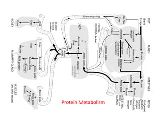 Protein Metabolism

 