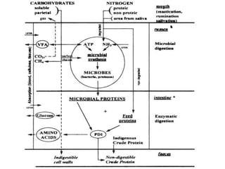 Protein Metabolism (Animal Nutrition)