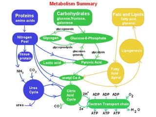 Protein Metabolism (Animal Nutrition)
