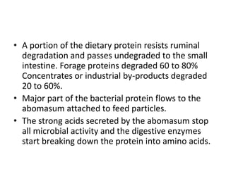 • A portion of the dietary protein resists ruminal
degradation and passes undegraded to the small
intestine. Forage proteins degraded 60 to 80%
Concentrates or industrial by-products degraded
20 to 60%.
• Major part of the bacterial protein flows to the
abomasum attached to feed particles.
• The strong acids secreted by the abomasum stop
all microbial activity and the digestive enzymes
start breaking down the protein into amino acids.

 