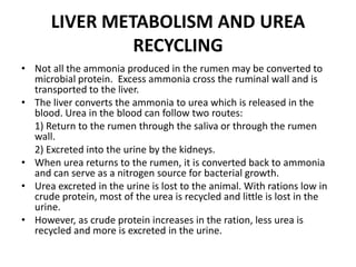 LIVER METABOLISM AND UREA
RECYCLING
• Not all the ammonia produced in the rumen may be converted to
microbial protein. Excess ammonia cross the ruminal wall and is
transported to the liver.
• The liver converts the ammonia to urea which is released in the
blood. Urea in the blood can follow two routes:
1) Return to the rumen through the saliva or through the rumen
wall.
2) Excreted into the urine by the kidneys.
• When urea returns to the rumen, it is converted back to ammonia
and can serve as a nitrogen source for bacterial growth.
• Urea excreted in the urine is lost to the animal. With rations low in
crude protein, most of the urea is recycled and little is lost in the
urine.
• However, as crude protein increases in the ration, less urea is
recycled and more is excreted in the urine.

 