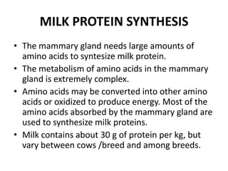 MILK PROTEIN SYNTHESIS
• The mammary gland needs large amounts of
amino acids to syntesize milk protein.
• The metabolism of amino acids in the mammary
gland is extremely complex.
• Amino acids may be converted into other amino
acids or oxidized to produce energy. Most of the
amino acids absorbed by the mammary gland are
used to synthesize milk proteins.
• Milk contains about 30 g of protein per kg, but
vary between cows /breed and among breeds.

 
