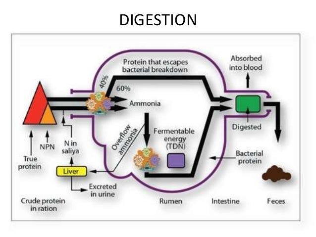 Protein Metabolism (Animal Nutrition)
