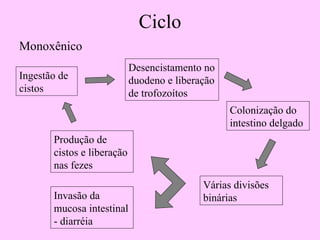 Ciclo Monoxênico Ingestão de cistos Desencistamento no duodeno e liberação de trofozoítos Colonização do intestino delgado Várias divisões binárias Invasão da mucosa intestinal - diarréia Produção de cistos e liberação nas fezes 