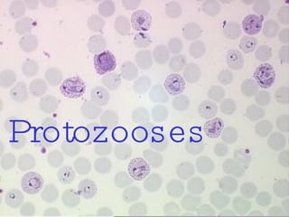 Protozooses 