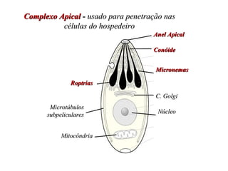 CCoommpplleexxoo AAppiiccaall -- uussaaddoo ppaarraa ppeenneettrraaççããoo nnaass 
AAnneell AAppiiccaall 
CCoonnóóiiddee 
MMiiccrroonneemmaass 
ccéélluullaass ddoo hhoossppeeddeeiirroo 
RRooppttrriiaass 
CC.. GGoollggii 
NNúúcclleeoo 
MMiiccrroottúúbbuullooss 
ssuubbppeelliiccuullaarreess 
MMiittooccôônnddrriiaa 
 
