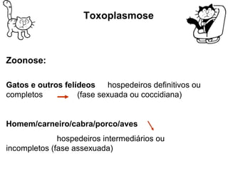 Zoonose: 
Toxoplasmose 
Gatos e outros felídeos hospedeiros definitivos ou 
completos (fase sexuada ou coccidiana) 
Homem/carneiro/cabra/porco/aves 
hospedeiros intermediários ou 
incompletos (fase assexuada) 
 