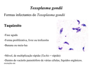 Toxoplasma gondii 
Formas infectantes do Toxoplasma gondii 
TTaaqquuiizzooííttoo 
-Fase aguda 
-Forma proliferativa, livre ou trofozoíto 
-Banana ou meia-lua 
-Móvel, de multiplicação rápida (Tachis = rápido) 
-Dentro do vacúolo parasitóforo de várias células, líquidos orgânicos, 
excreções etc 
 