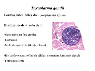 Toxoplasma gondii 
Formas infectantes do Toxoplasma gondii 
BBrraaddiizzooííttoo-- ddeennttrroo ddoo cciissttoo 
-Geralmente na fase crônica 
-Cistozoíto 
-Multiplicação lenta (Brady = lento); 
-Em vacúolo parasitóforo de células, membrana formando cápsula 
-Forma resistente 
 