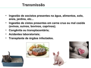 TTrraannssmmiissssããoo 
• Ingestão de oocistos presentes na água, alimentos, solo, 
areia, jardins, etc... 
• Ingestão de cistos presentes em carne crua ou mal cozida 
(ovinos, suínos, bovinos, caprinos); 
• Congênita ou transplacentária; 
• Acidentes laboratoriais; 
• Transplante de órgãos infectados. 
 