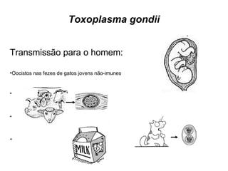 Toxoplasma gondii 
Transmissão para o homem: 
•Oocistos nas fezes de gatos jovens não-imunes 
•Cistos na carne crua (principalmente porco e carneiro) 
•Taquizoítos no leite, saliva, esperma etc 
•Congenitamente 
 
