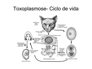 Toxoplasmose- Ciclo de vida 

