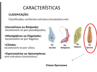 Classe Sporozoea 
 