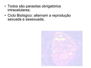 • Todos são parasitas obrigatórios 
intracelulares; 
• Ciclo Biológico: alternam a reprodução 
sexuada e assexuada; 
 