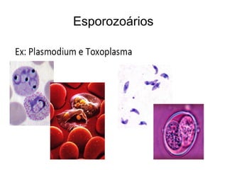 Esporozoários 
 