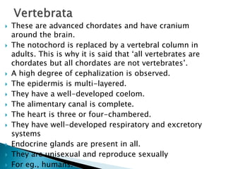  These are advanced chordates and have cranium
around the brain.
 The notochord is replaced by a vertebral column in
adults. This is why it is said that ‘all vertebrates are
chordates but all chordates are not vertebrates’.
 A high degree of cephalization is observed.
 The epidermis is multi-layered.
 They have a well-developed coelom.
 The alimentary canal is complete.
 The heart is three or four-chambered.
 They have well-developed respiratory and excretory
systems
 Endocrine glands are present in all.
 They are unisexual and reproduce sexually
 For eg., humans.
 