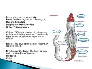  Balanoglossus is a worm like
Protochordate organism. It belongs to
 Phylum: Chordata
 Subphylum: Hemichordata
 Order: Enteropneusta
 Colour: Different species of this genus
will show different colours. They may be
light brown or yellow or light red in
colour.

 Smell: They give strong smell resembling
idoform smell.

 Divisions of the Body: The body is bng
and is divided into 3 parts.
 Proboscis
 Collar
 Trunk
 