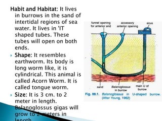 Habit and Habitat: It lives
in burrows in the sand of
intertidal regions of sea
water. It lives in 'IT
shaped tubes. These
tubes will open on both
ends.
 Shape: It resembles
earthworm. Its body is
long worm like, it is
cylindrical. This animal is
called Acorn Worm. It is
called tongue worm.
 Size: It is 3 cm. to 2
meter in length.
Balanoglossus gigas will
grow to 2 meters in
 