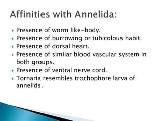  Presence of worm like-body.
 Presence of burrowing or tubicolous habit.
 Presence of dorsal heart.
 Presence of similar blood vascular system in
both groups.
 Presence of ventral nerve cord.
 Tornaria resembles trochophore larva of
annelids.
 