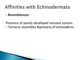  Resemblences:
Presence of poorly developed nervous system.
 Tornaria resembles Bipinnaria of echinoderm.
 