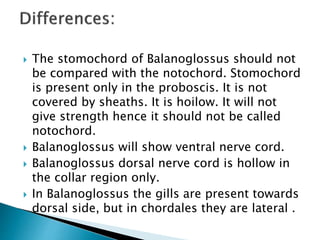  The stomochord of Balanoglossus should not
be compared with the notochord. Stomochord
is present only in the proboscis. It is not
covered by sheaths. It is hoilow. It will not
give strength hence it should not be called
notochord.
 Balanoglossus will show ventral nerve cord.
 Balanoglossus dorsal nerve cord is hollow in
the collar region only.
 In Balanoglossus the gills are present towards
dorsal side, but in chordales they are lateral .
 