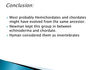  Most probably Hemichordates and chordates
might have evolved from the same ancestor.
 Newman kept this group in between
echinoderma and chordate.
 Hyman considered them as invertebrates
 