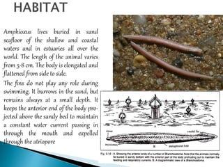  Amphioxus lives buried in sand
seafloor of the shallow and coastal
waters and in estuaries all over the
world. The length of the animal varies
from 5-8 cm. The body is elongated and
flattened from side to side.
 The fins do not play any role during
swimming. It burrows in the sand, but
remains always at a small depth. It
keeps the anterior end of the body pro-
jected above the sandy bed to maintain
a constant water current passing in
through the mouth and expelled
through the atriopore
 