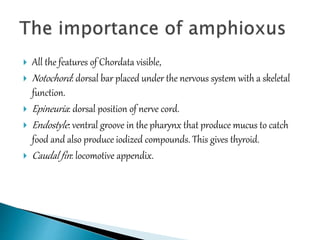  All the features of Chordata visible,
 Notochord: dorsal bar placed under the nervous system with a skeletal
function.
 Epineuria: dorsal position of nerve cord.
 Endostyle: ventral groove in the pharynx that produce mucus to catch
food and also produce iodized compounds. This gives thyroid.
 Caudal fin: locomotive appendix.
 