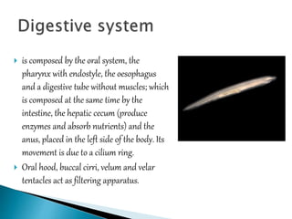  is composed by the oral system, the
pharynx with endostyle, the oesophagus
and a digestive tube without muscles; which
is composed at the same time by the
intestine, the hepatic cecum (produce
enzymes and absorb nutrients) and the
anus, placed in the left side of the body. Its
movement is due to a cilium ring.
 Oral hood, buccal cirri, velum and velar
tentacles act as filtering apparatus.
 