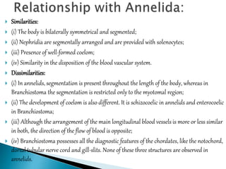  Similarities:
 (i) The body is bilaterally symmetrical and segmented;
 (ii) Nephridia are segmentally arranged and are provided with solenocytes;
 (iii) Presence of well-formed coelom;
 (iv) Similarity in the disposition of the blood vascular system.
 Dissimilarities:
 (i) In annelids, segmentation is present throughout the length of the body, whereas in
Branchiostoma the segmentation is restricted only to the myotomal region;
 (ii) The development of coelom is also different. It is schizocoelic in annelids and enterocoelic
in Branchiostoma;
 (iii) Although the arrangement of the main longitudinal blood vessels is more or less similar
in both, the direction of the flow of blood is opposite;
 (iv) Branchiostoma possesses all the diagnostic features of the chordates, like the notochord,
dorsal tubular nerve cord and gill-slits. None of these three structures are observed in
annelids.
 