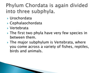  Urochordata
 Cephalaochordata
 Vertebrata
 The first two phyla have very few species in
between them.
 The major subphylum is Vertebrata, where
you come across a variety of fishes, reptiles,
birds and animals.
 