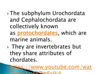  The subphylum Urochordata
and Cephalochordata are
collectively known
as protochordates, which are
marine animals.
 They are invertebrates but
they share attributes of
chordates.
 https://www.youtube.com/wat
 