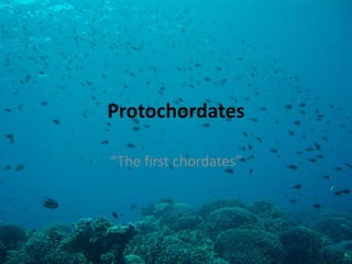 Protochordates 
“The first chordates”  