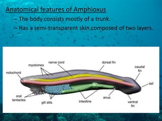 Anatomical features of Amphioxus 
–The body consists mostly of a trunk. 
–Has a semi-transparent skin composed of two layers.  
