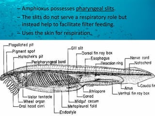 –Amphioxus possesses pharyngeal slits. 
–The slits do not serve a respiratory role but instead help to facilitate filter feeding. 
–Uses the skin for respiration.  