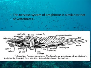 –The nervous system of amphioxus is similar to that of vertebrates.  