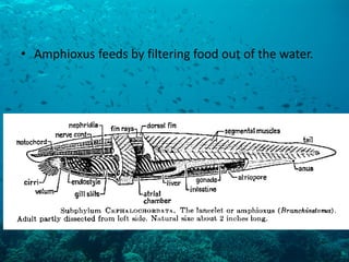 •Amphioxus feeds by filtering food out of the water.  