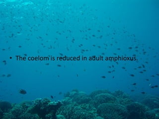 •The coelom is reduced in adult amphioxus. 
 