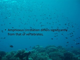 •Amphioxus circulation differs significantly from that of vertebrates.  