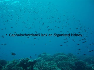 •Cephalochordates lack an organized kidney.  