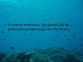 •In mature amphioxus, the gonads will be prominent and will bulge into the atrium.  