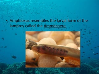 •Amphioxus resembles the larval form of the lamprey called the Ammocoete.  