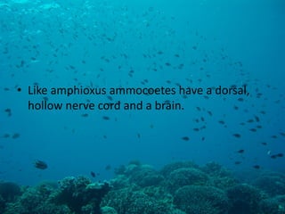 •Like amphioxus ammocoetes have a dorsal, hollow nerve cord and a brain.  