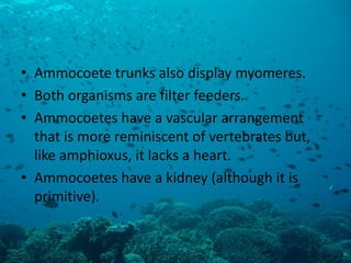 •Ammocoete trunks also display myomeres. 
•Both organisms are filter feeders. 
•Ammocoetes have a vascular arrangement that is more reminiscent of vertebrates but, like amphioxus, it lacks a heart. 
•Ammocoetes have a kidney (although it is primitive). 