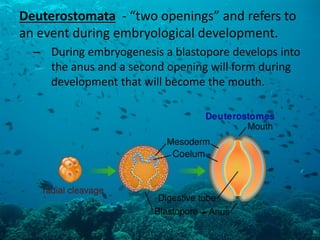 Deuterostomata - “two openings” and refers to an event during embryological development. 
–During embryogenesis a blastopore develops into the anus and a second opening will form during development that will become the mouth.  