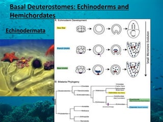 Basal Deuterostomes: Echinoderms and Hemichordates Echinodermata  