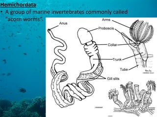 Hemichordata 
•A group of marine invertebrates commonly called “acorn worms”.  
