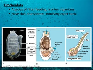 Urochordata 
•A group of filter feeding, marine organisms. 
•Have thin, transparent, nonliving outer tunic.  