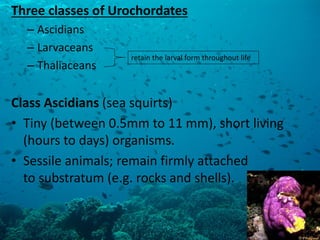 Three classes of Urochordates 
–Ascidians 
–Larvaceans 
–Thaliaceans 
Class Ascidians (sea squirts) 
•Tiny (between 0.5mm to 11 mm), short living (hours to days) organisms. 
•Sessile animals; remain firmly attached to substratum (e.g. rocks and shells). 
retain the larval form throughout life  